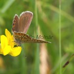 Plebejus argyrognomon, P. idas - Modráčik vresoviskový, severský IMG_7088