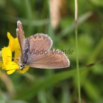 Plebejus argyrognomon, P. idas - Modráčik vresoviskový, severský IMG_7093