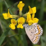 Plebejus argyrognomon, P. idas - Modráčik vresoviskový, severský IMG_7101