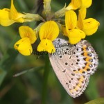 Plebejus argyrognomon, P. idas - Modráčik vresoviskový, severský IMG_7104