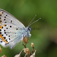 Plebejus argyrognomon, P. idas - Modráčik vresoviskový, severský IMG_7113