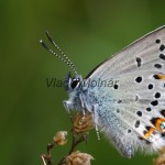 Plebejus argyrognomon, P. idas - Modráčik vresoviskový, severský IMG_7116