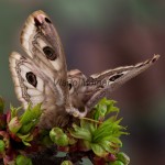 Saturnia pavoniella - Okáň 210741