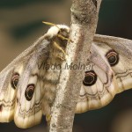 Saturnia pavoniella - Okáň pobobný 192925