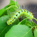 Saturnia pavoniella - Okáň podobný 085302