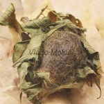 Saturnia pavoniella - Okáň podobný /zámotok/ 095027