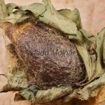 Saturnia pavoniella - Okáň podobný /zámotok/ 125122