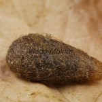 Saturnia pavoniella - Okáň podobný /zámotok/ 131310