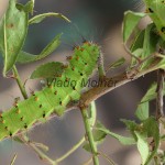 Saturnia pavoniella - Okáň podobný 175713