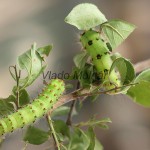 Saturnia pavoniella - Okáň podobný 180913