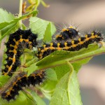 Saturnia pavoniella - Okáň podobný 182657