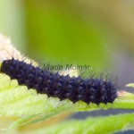 Saturnia pavoniella - Okáň priamočiary 185014