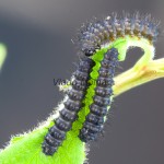 Saturnia pavoniella - Okáň priamočiary 190650