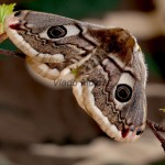 Saturnia pavoniella - Okáň podobný 191536