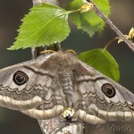 Saturnia pavoniella - Okáň podobný 20-11-28