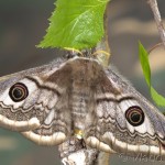 Saturnia pavoniella - Okáň podobný 20-15-49