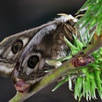 Saturnia pavoniella - Okáň podobný 205652