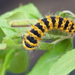 Saturnia pavoniella - Okáň podobný 224253