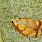 Acleris bergmanniana - Obaľovač šípkový 16-25-06