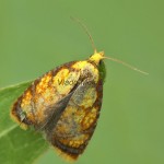 Acleris bergmanniana - Obaľovač šípkový 222259