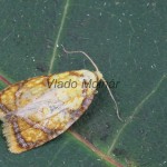 Acleris bergmanniana - Obaľovač šípkový 231402