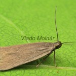 Acompsia cinerella - Psota popolavá 183024