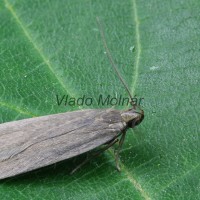 Acompsia cinerella - Psota popolavá 190630