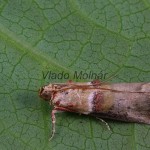 Acrobasis tumidana - Vijačka dubinová 152319