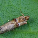 Acrobasis tumidana - Vijačka dubinová 155740