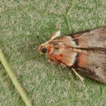 Acrobasis tumidana - Vijačka dubinová 16-42-10