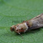 Acrobasis tumidana - Vijačka dubinová 160500