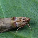 Acrobasis tumidana - Vijačka dubinová 161438