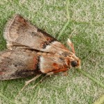 Acrobasis tumidana - Vijačka dubinová 17-07-37