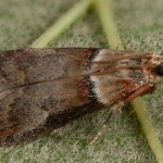 Acrobasis tumidana - Vijačka dubinová 17-09-23