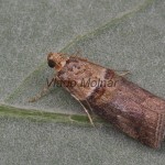 Acrobasis tumidana - Vijačka dubinová 181915