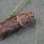 Acrobasis tumidana - Vijačka dubinová 182450