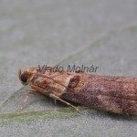 Acrobasis tumidana - Vijačka dubinová 185212