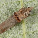 Acrobasis tumidana - Vijačka dubinová 20-09-47