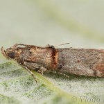 Acrobasis tumidana - Vijačka dubinová 20-10-46