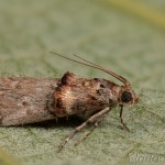 Acrobasis tumidana - Vijačka dubinová 22-18-51