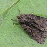 Acronicta strigosa - Mramorovka hlohová 145941