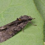 Acronicta strigosa - Mramorovka hlohová 150743