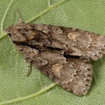 Acronicta strigosa - Mramorovka hlohová 16-06-21