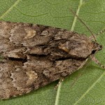 Acronicta strigosa - Mramorovka hlohová 16-10-39