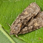 Acronicta strigosa - Mramorovka hlohová 16-16-19