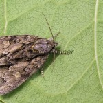 Acronicta strigosa - Mramorovka hlohová 172921