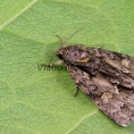 Acronicta strigosa - Mramorovka hlohová 173518