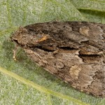 Acronicta strigosa - Mramorovka hlohová 19-28-10