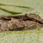 Acronicta strigosa - Mramorovka hlohová 19-29-44