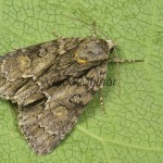 Acronicta strigosa - Mramorovka hlohová 201138